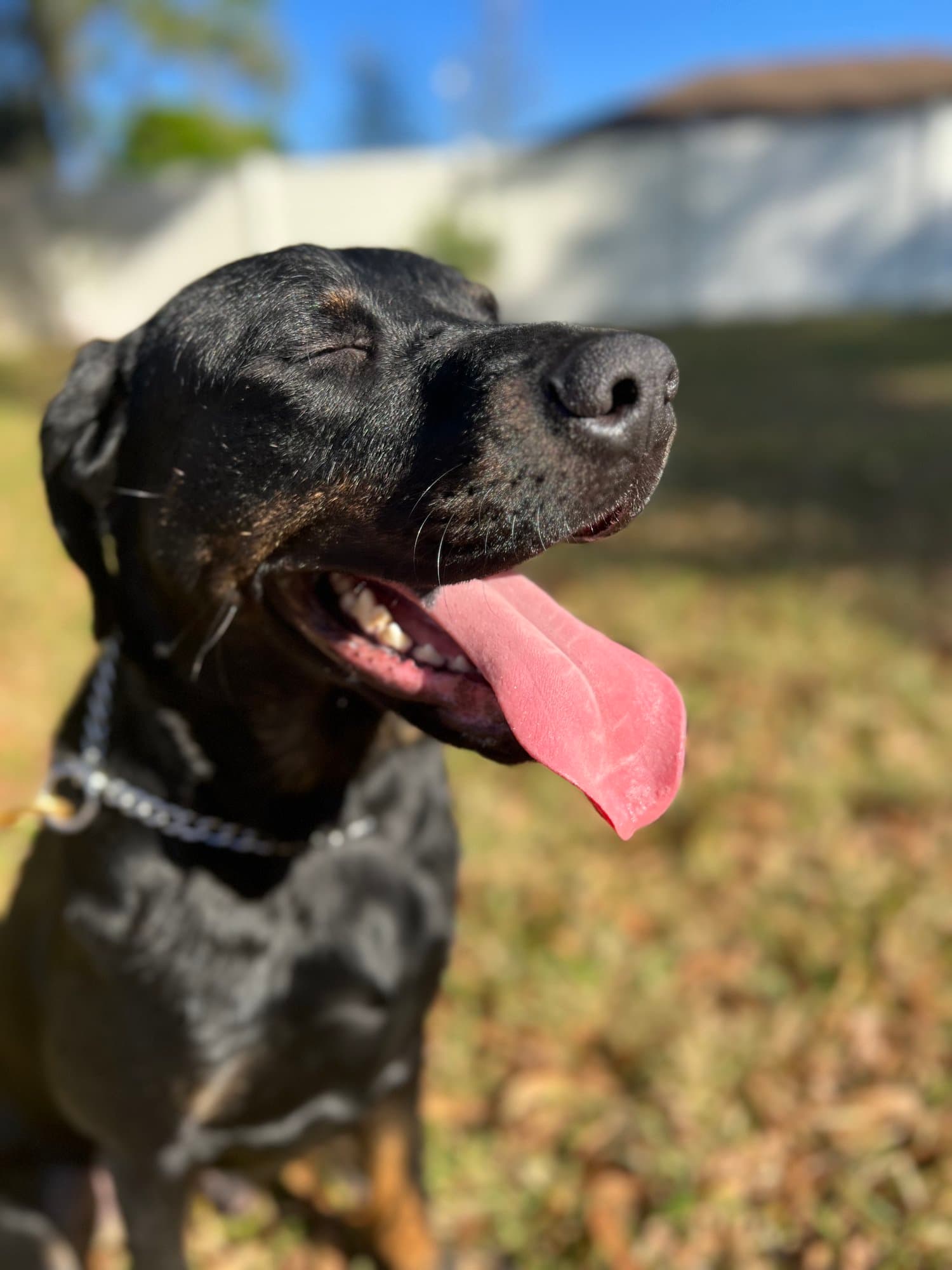 Behavioral board and train program