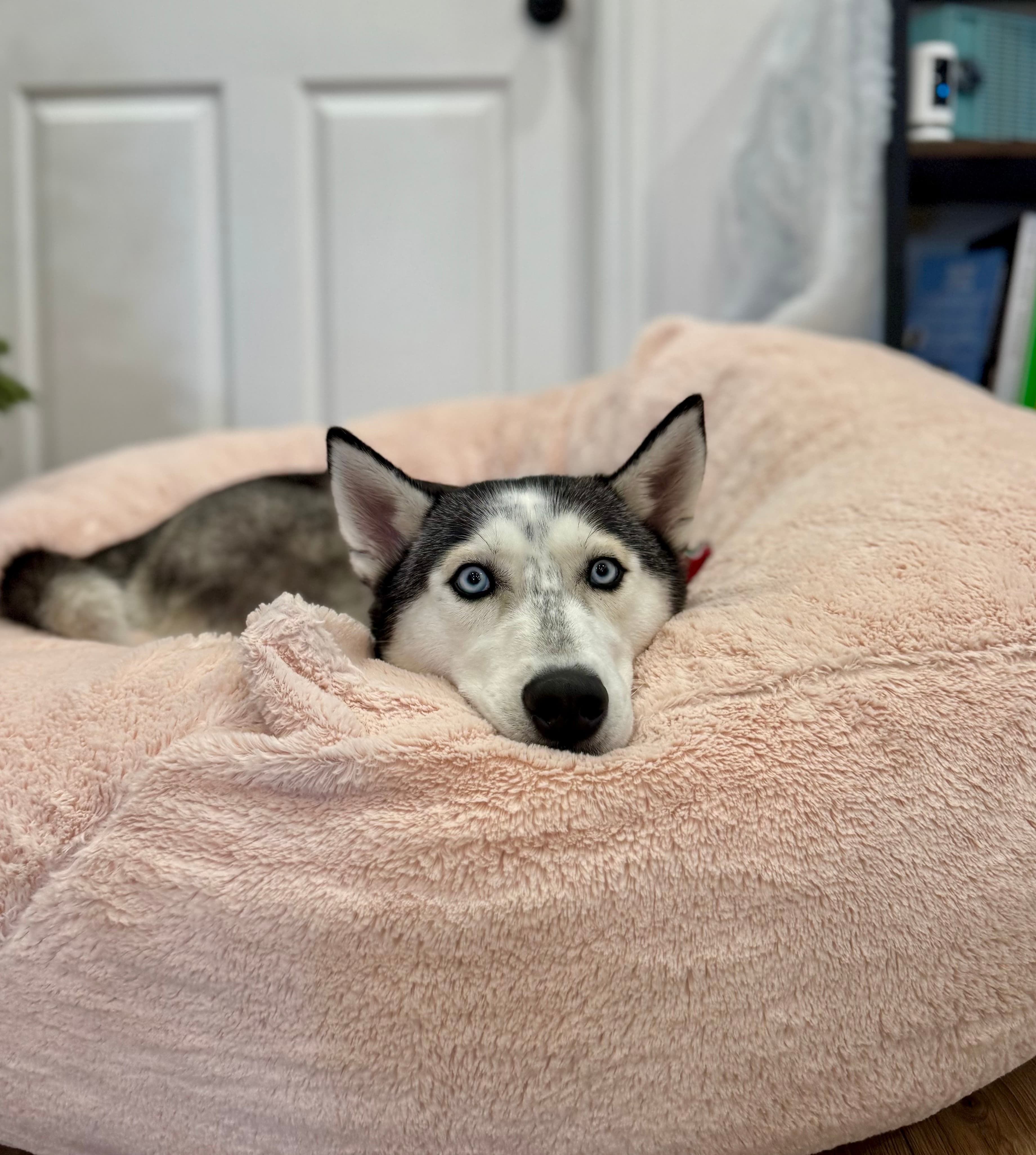 DOG BOARDING TAMPA FL