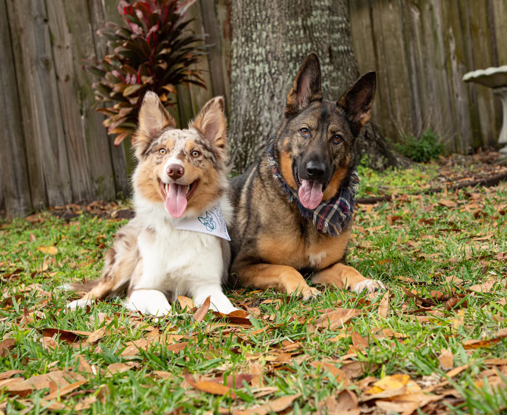 Professional dog training session