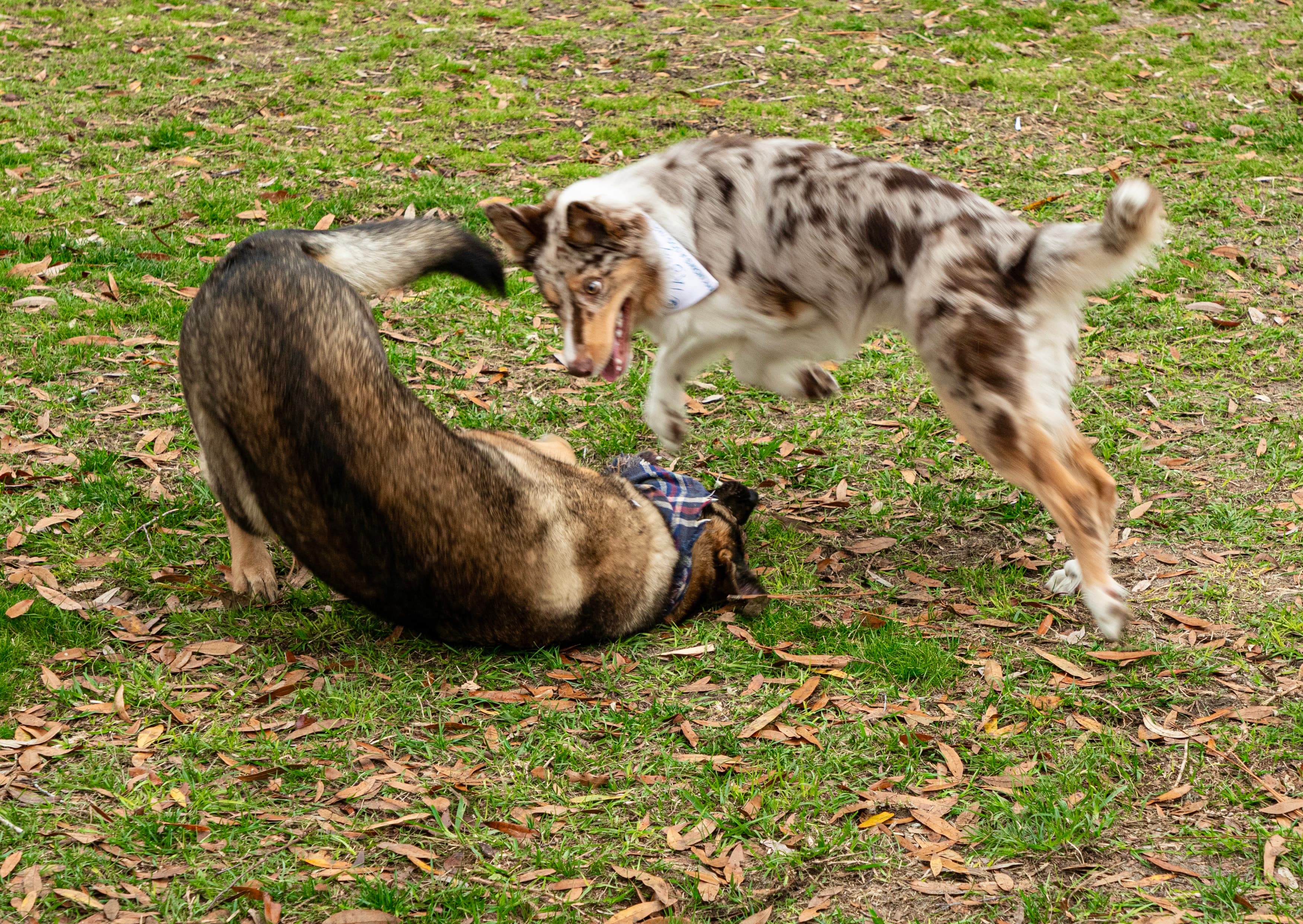 Dog training progress session