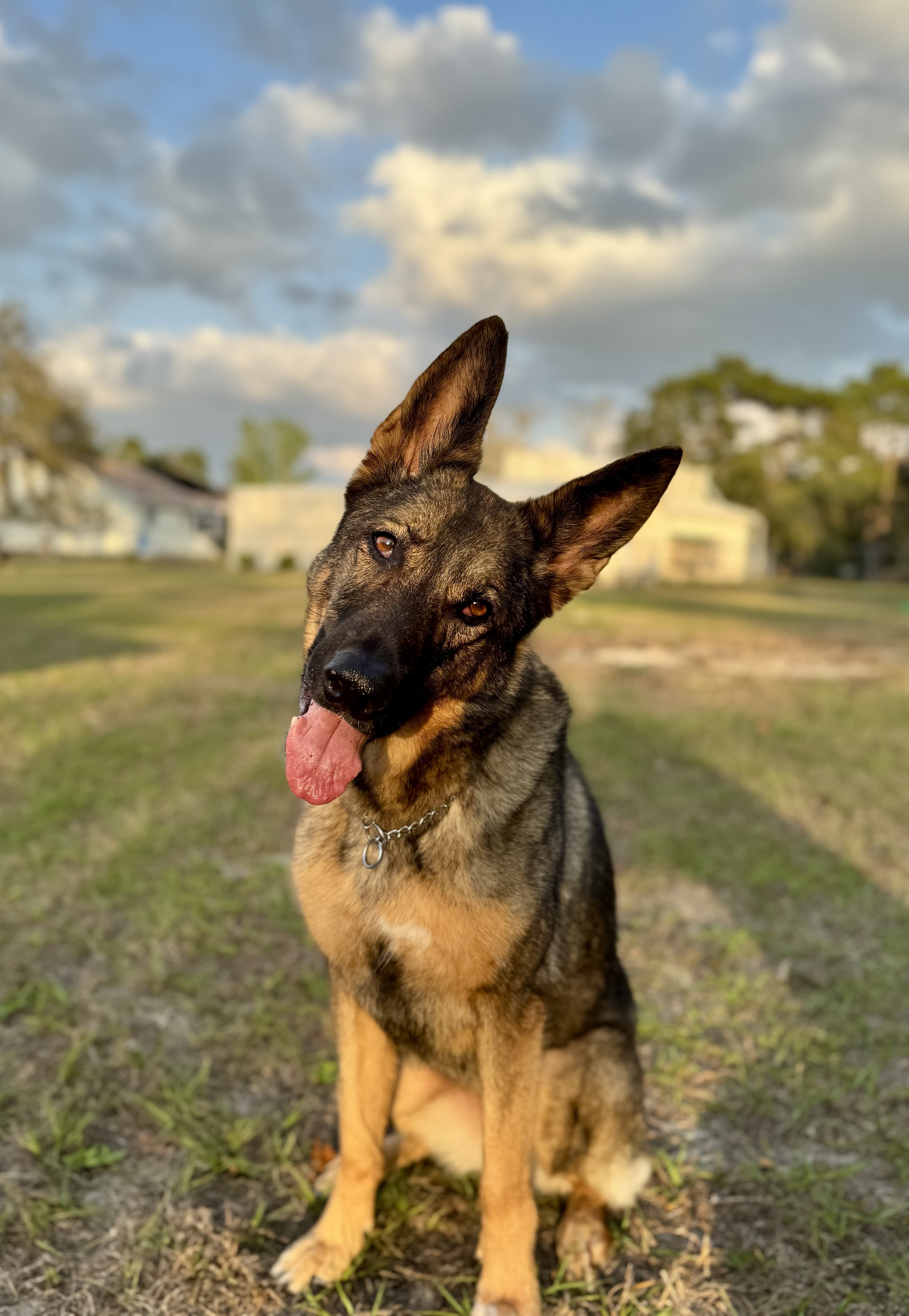 Advanced obedience training