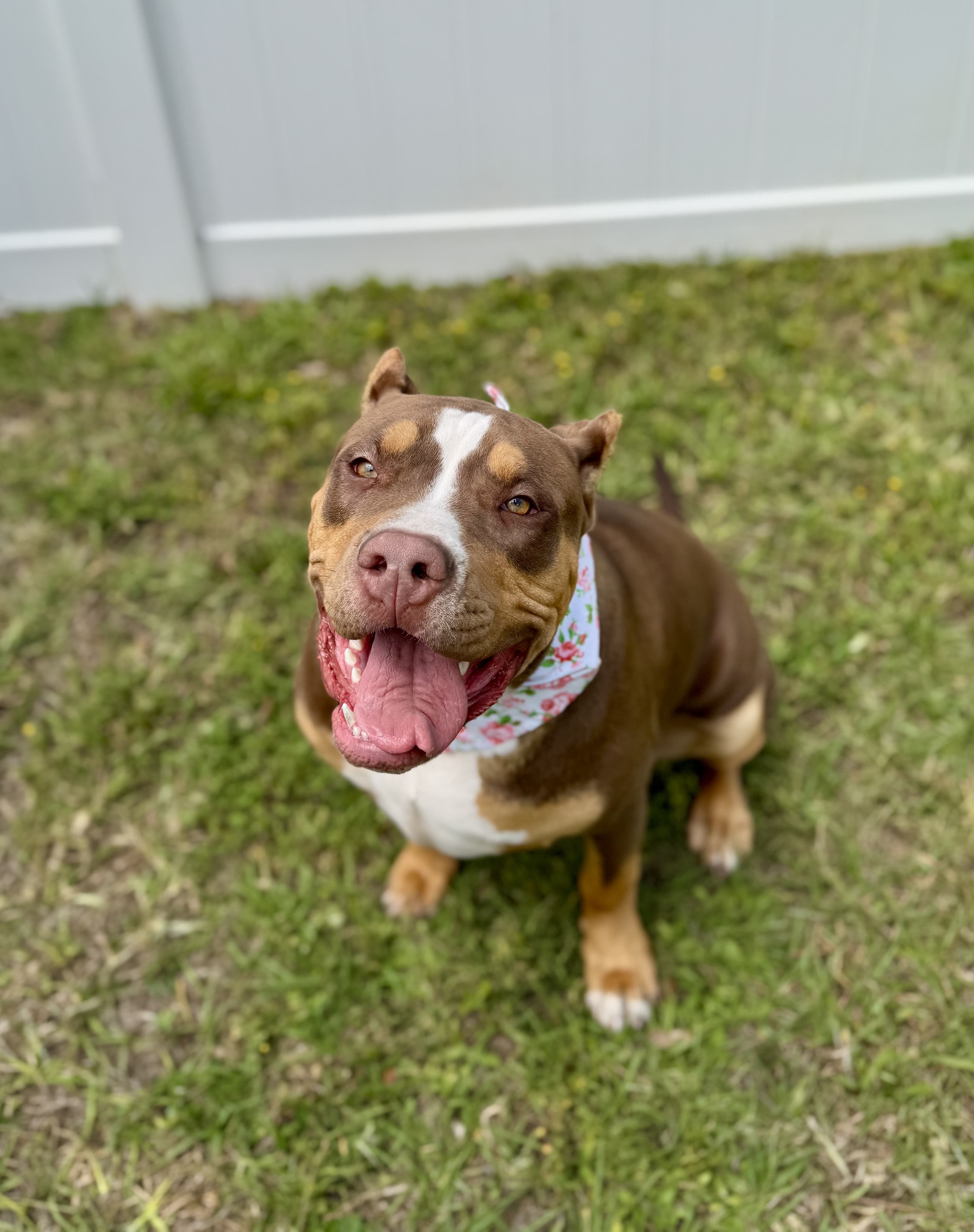 Professional dog training techniques