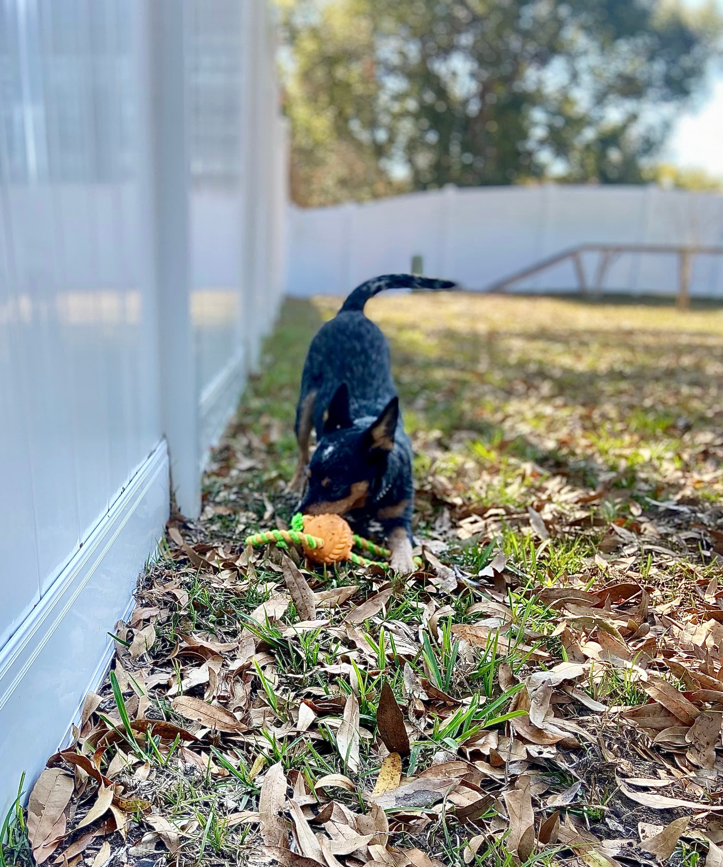 Professional dog training session