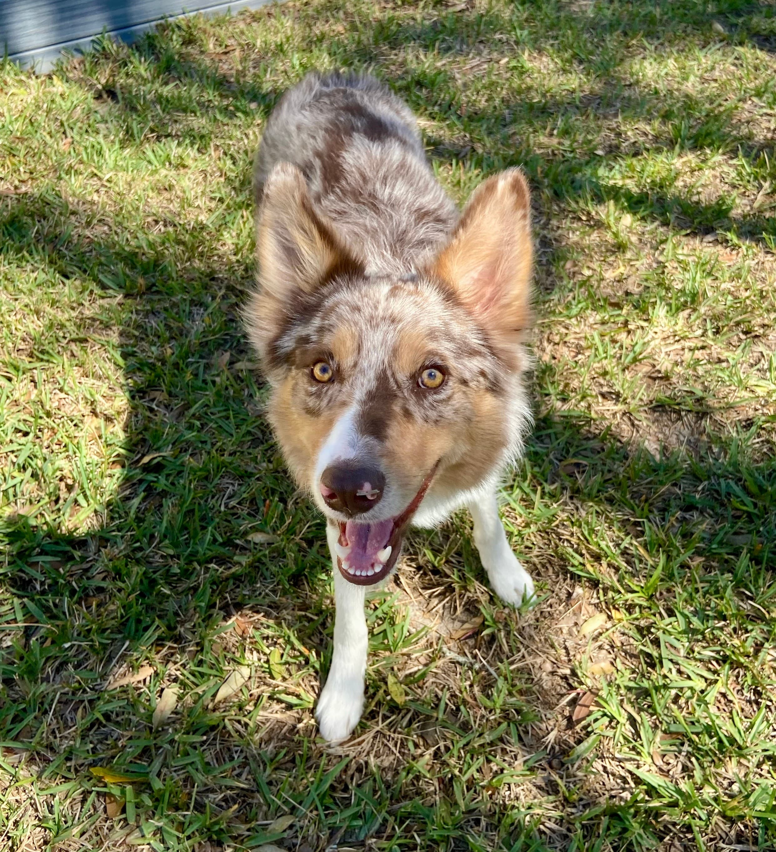 Puppy training session