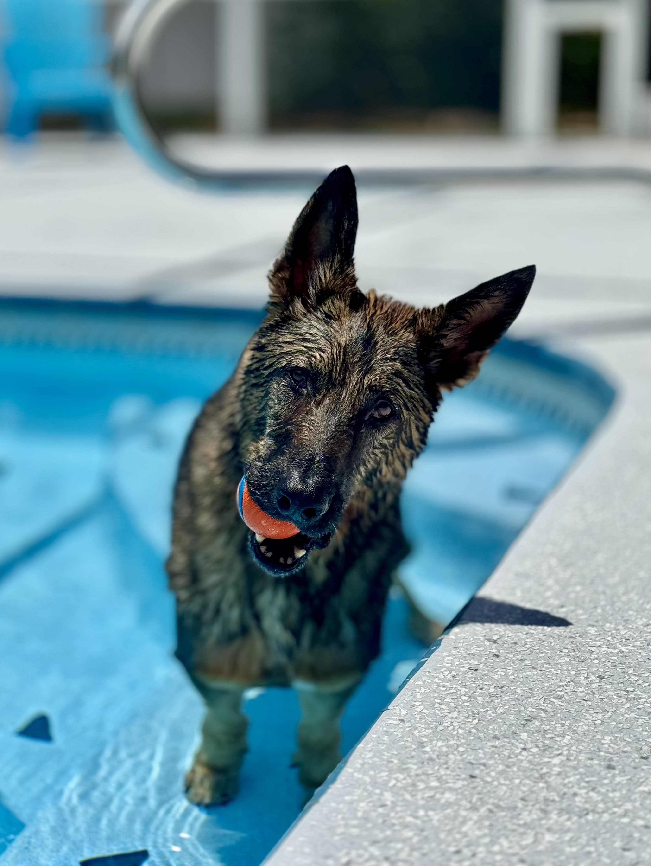 Dog training in action