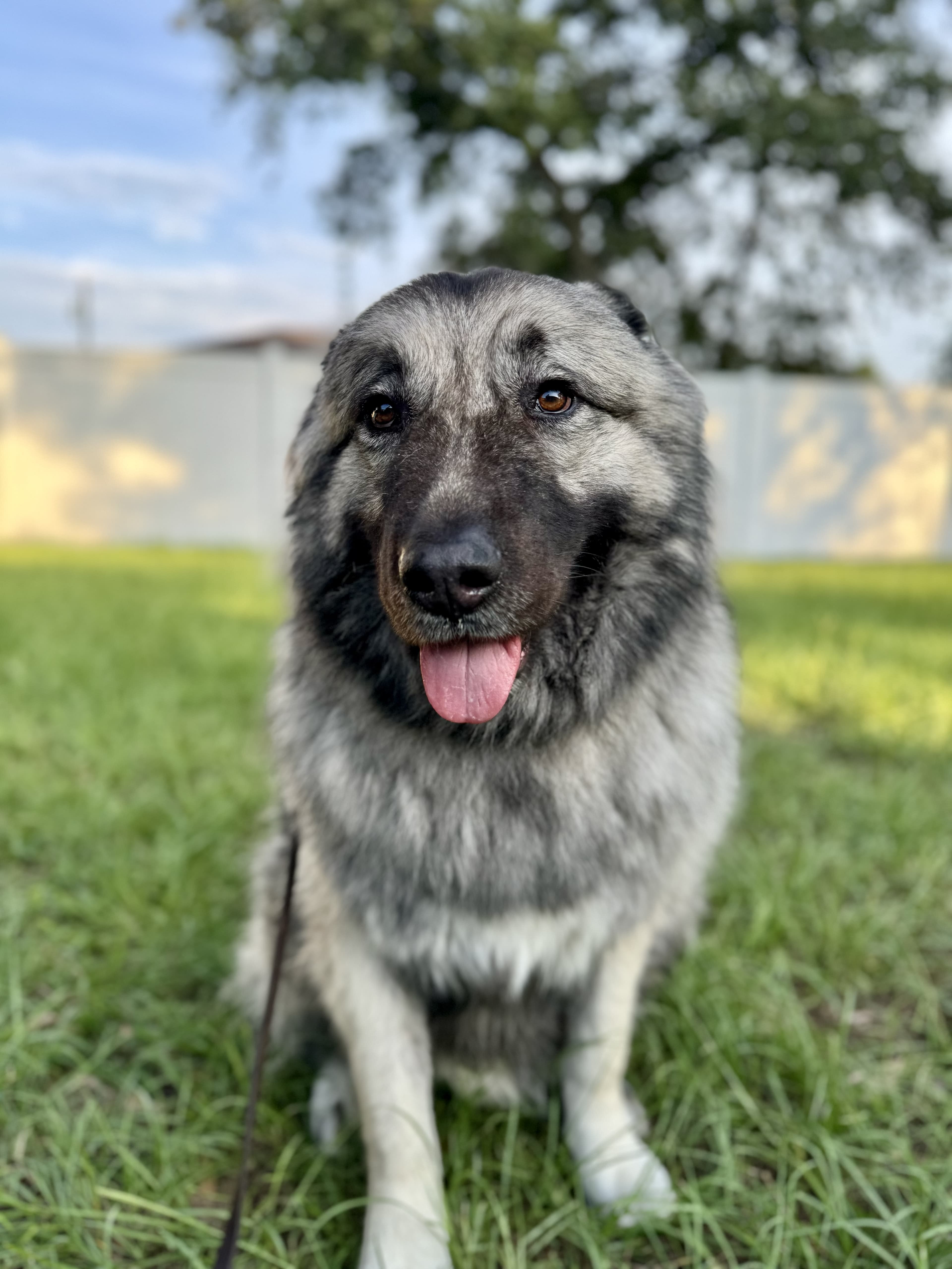 Professional dog training