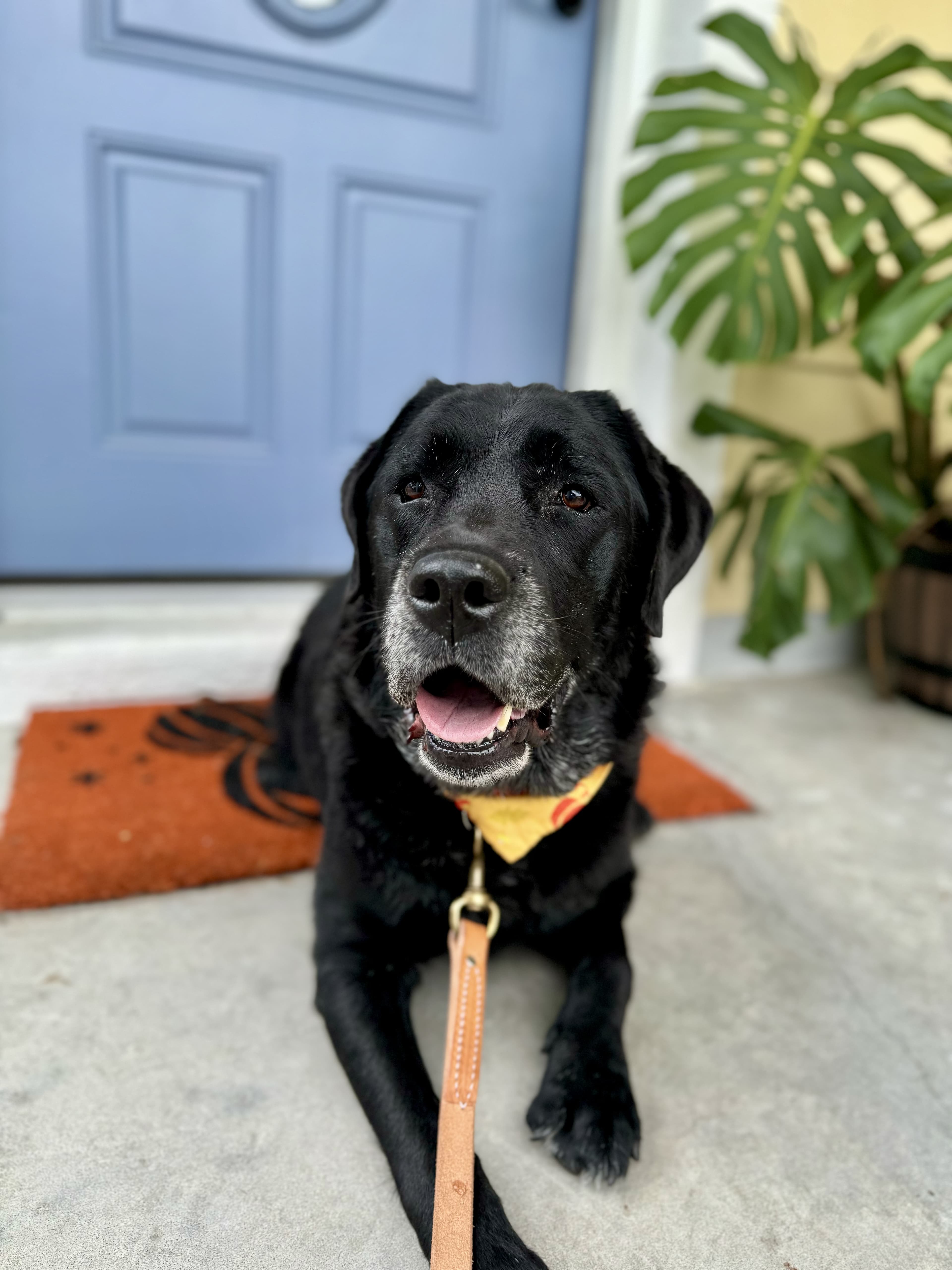 Dog training session