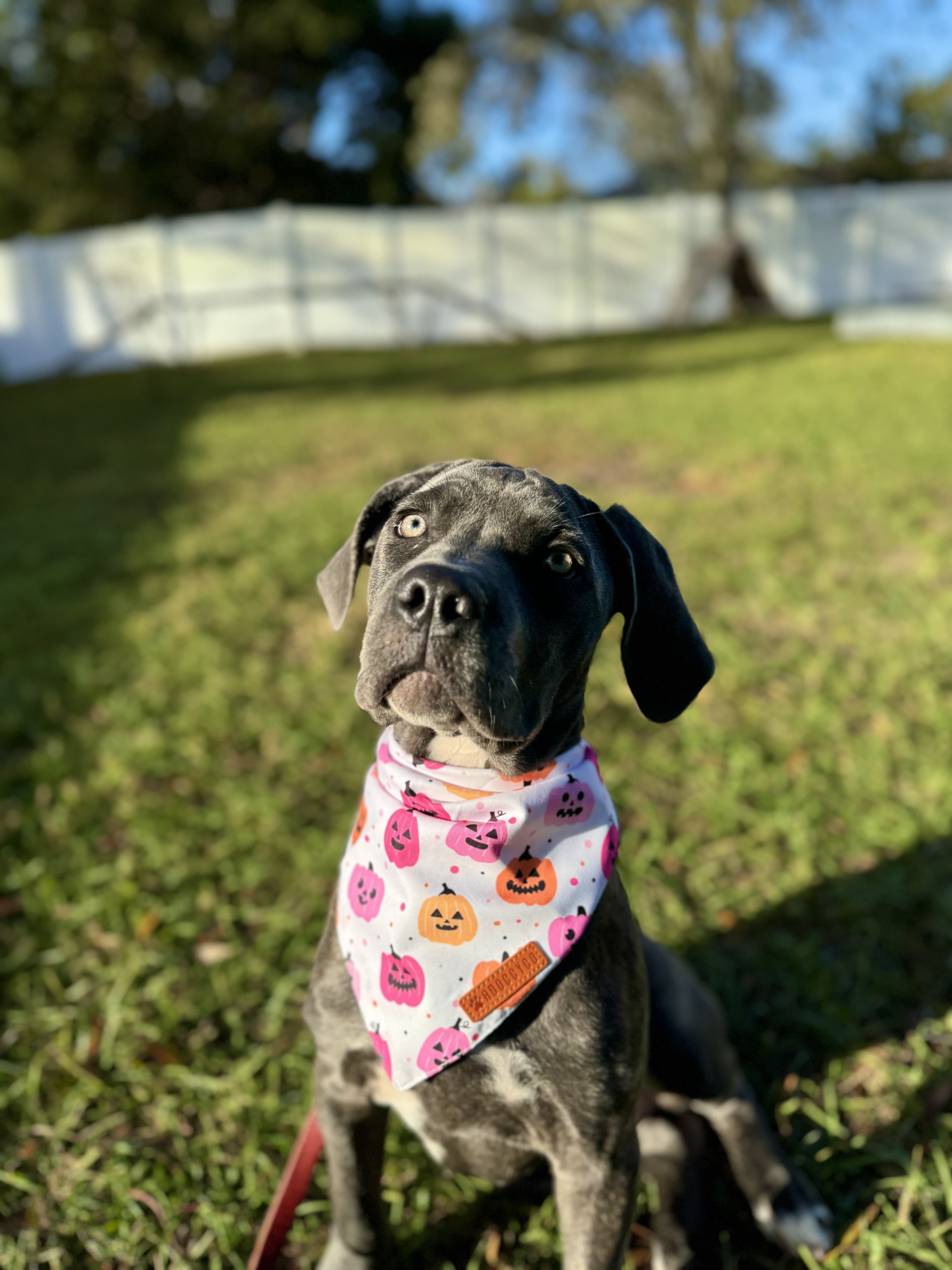 Dog training techniques