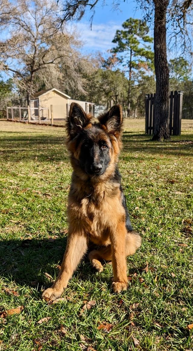 German Shepherd after completing obedience training at K9 Blueprint