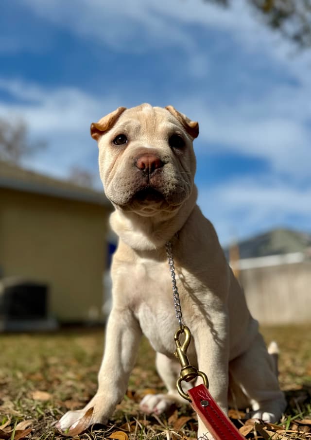 Happy Labrador enjoying off-leash training session in Tampa Bay