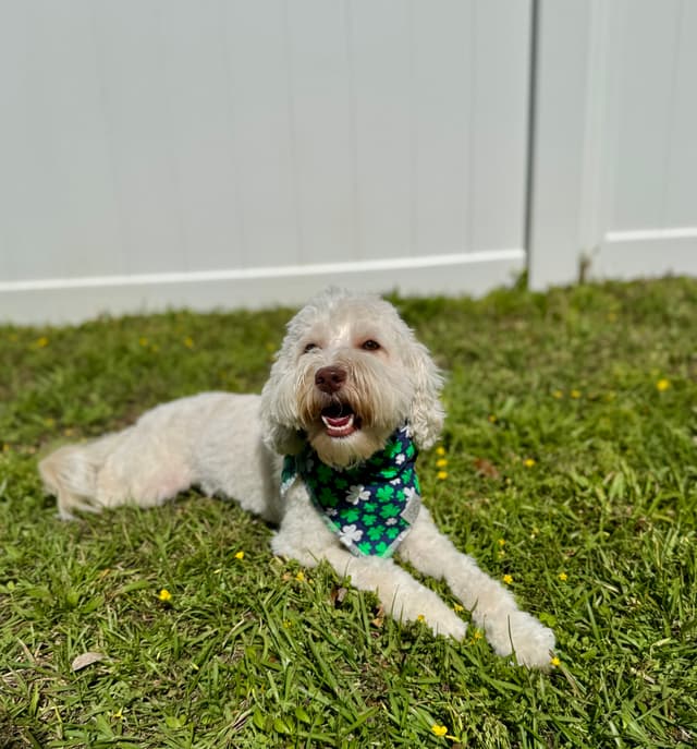 Well-trained puppy from K9 Blueprint board and train program