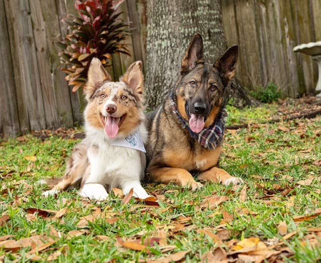 K9 Blueprint Dog Training Tampa Bay