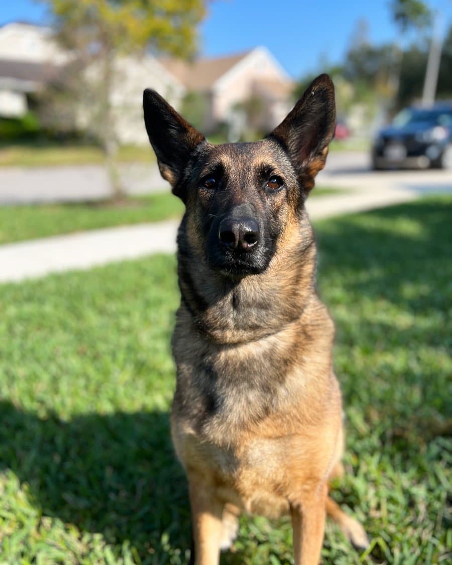 Off leash board and train program