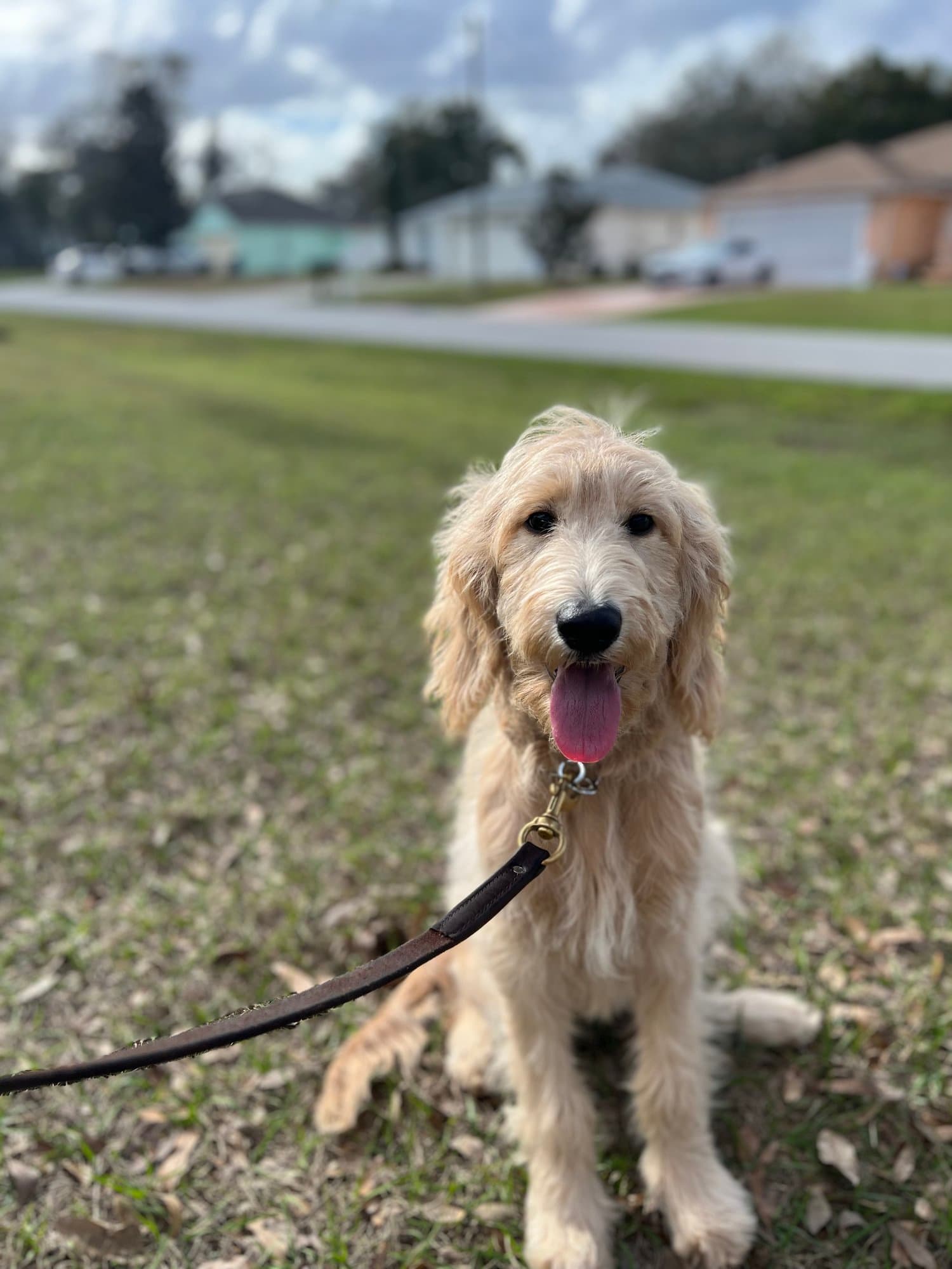 ON LEASH BOARD AND TRAIN