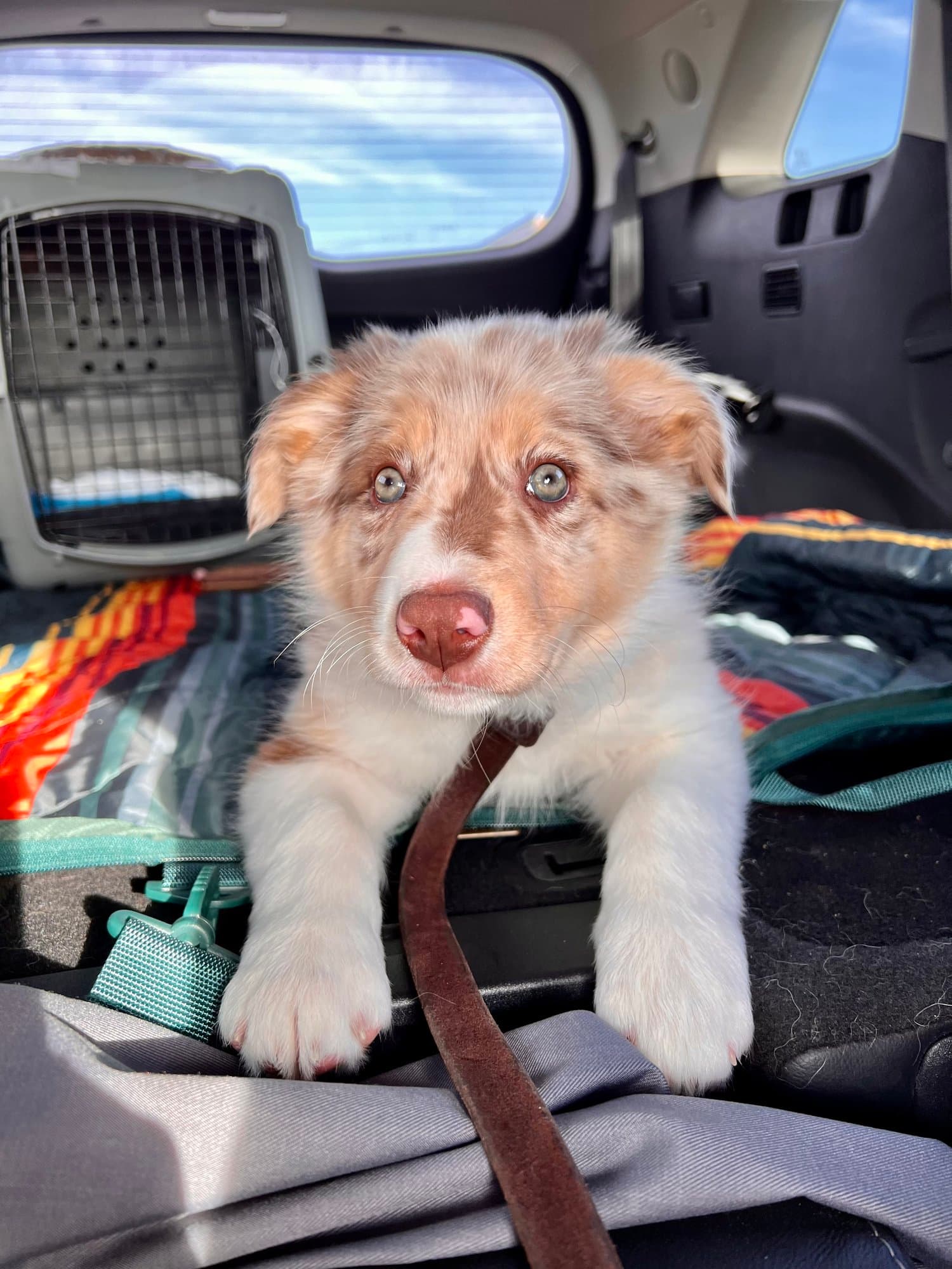 Puppy board and train program