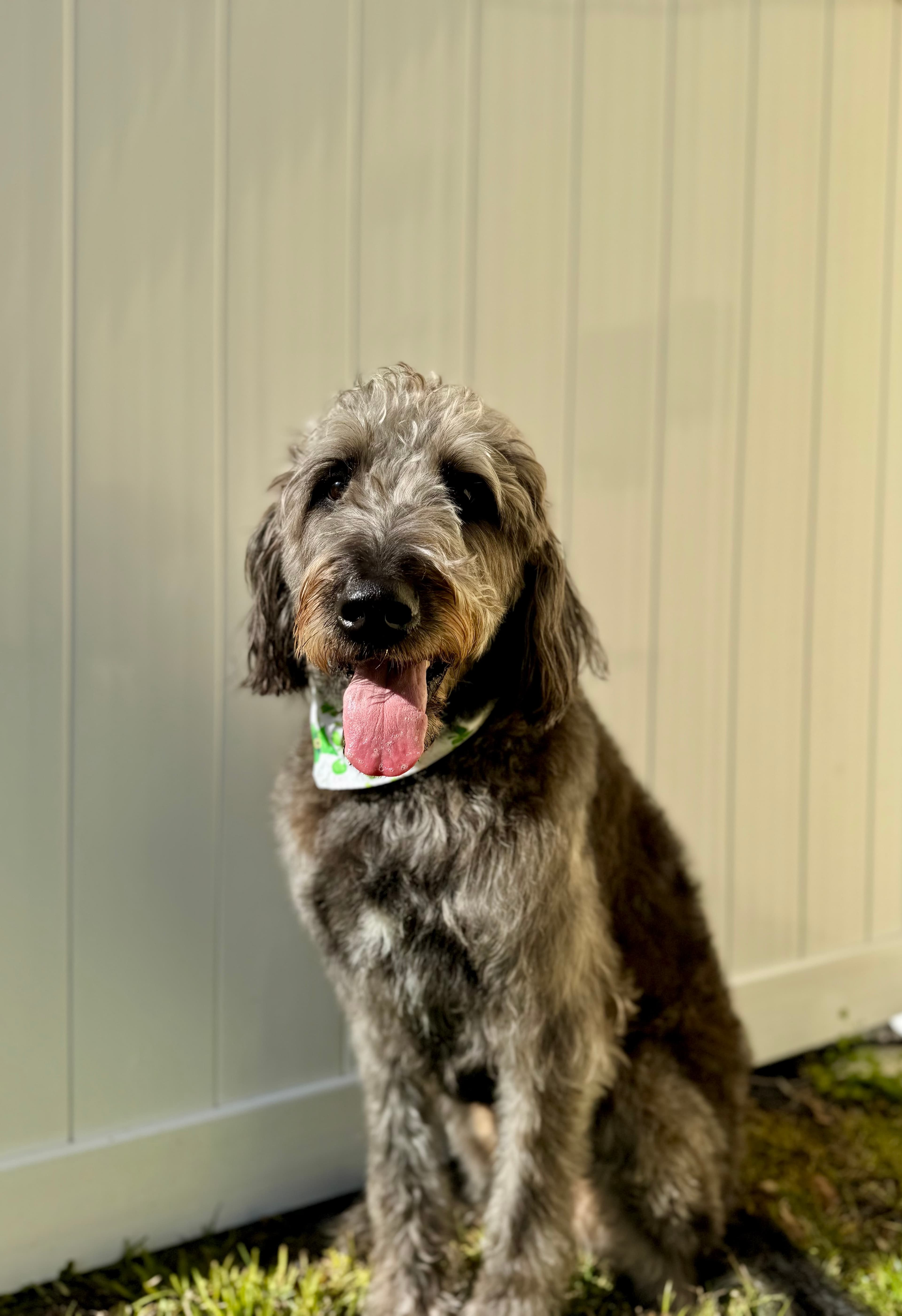 BEHAVIORAL BOARD AND TRAIN
