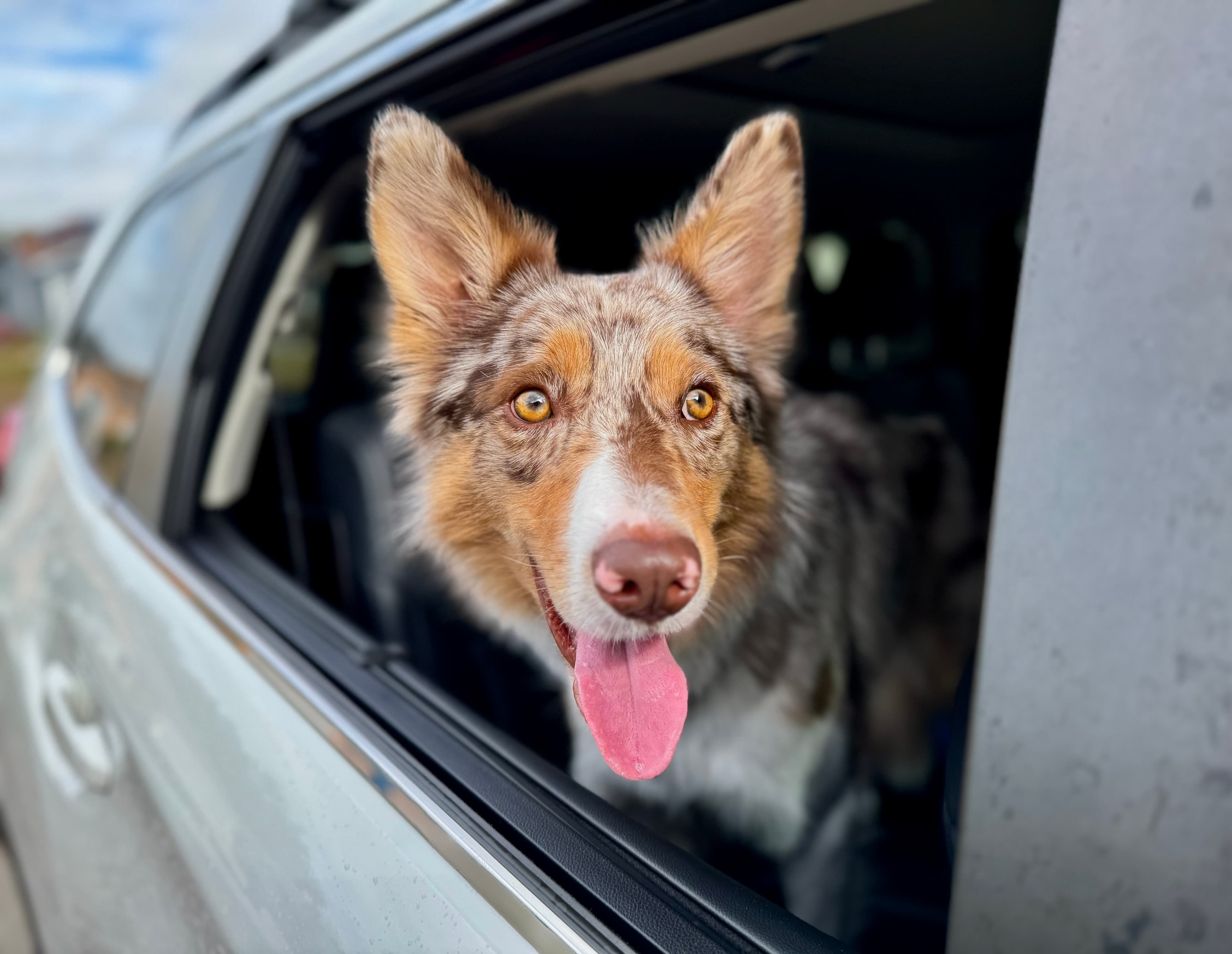 PICK UP AND DROP OFF